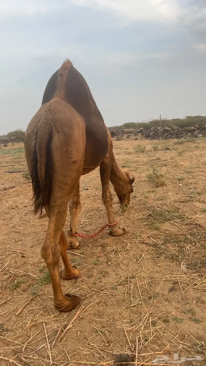 بعير ساحلي مشروط 0