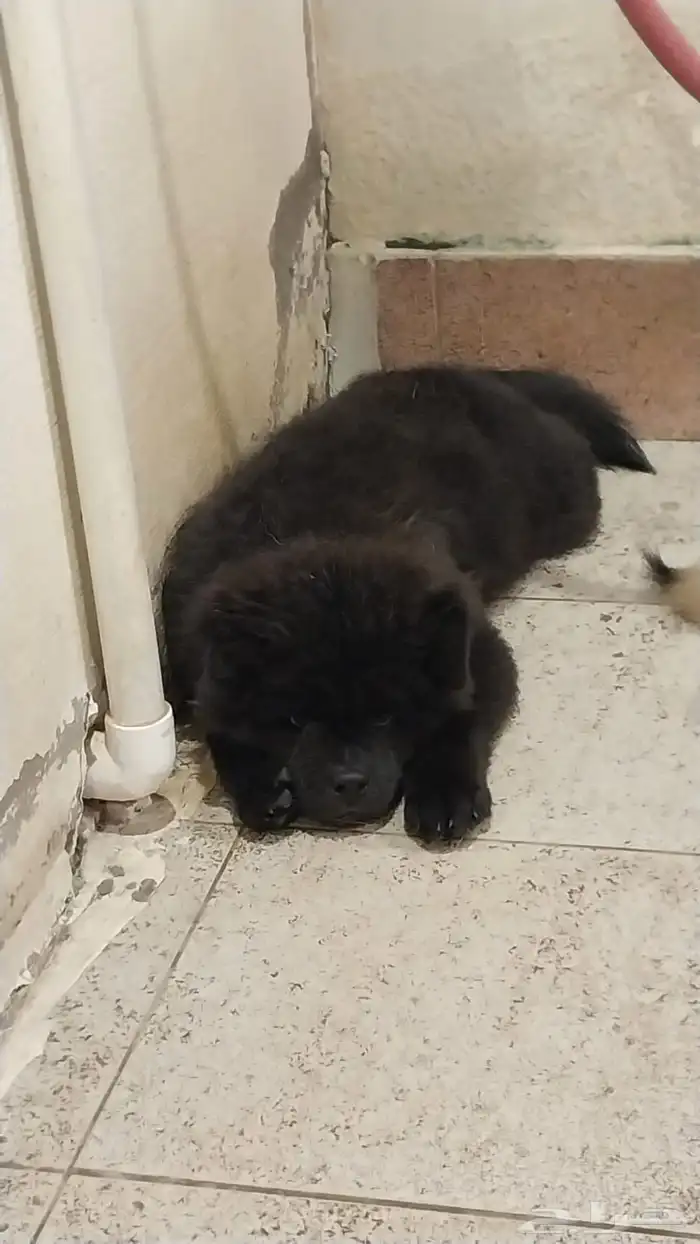كلاب chowchow شاو شاو 7