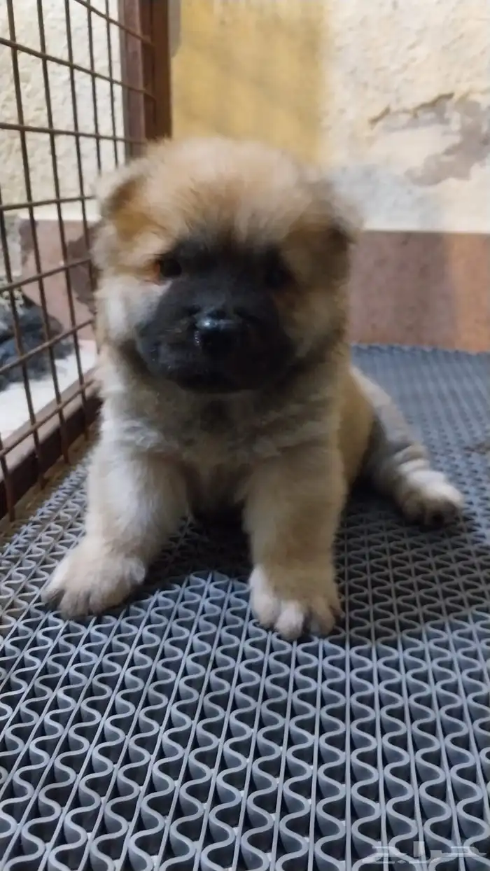 كلاب chowchow شاو شاو 2