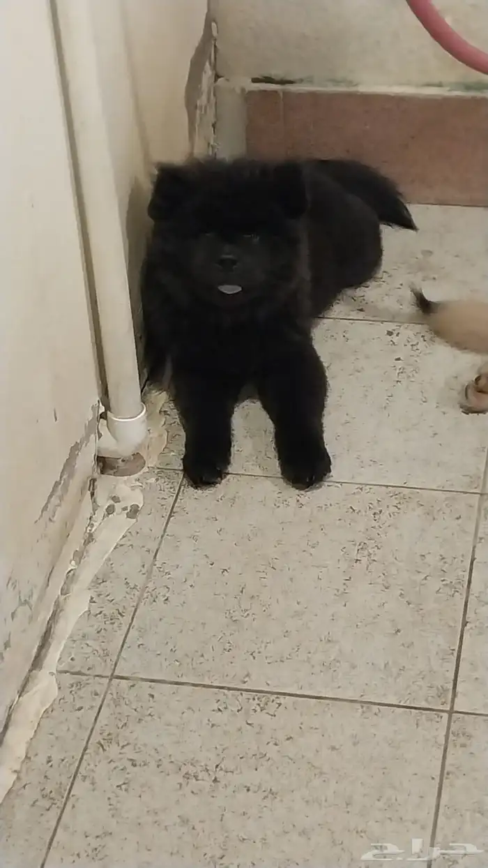 كلاب chowchow شاو شاو 8