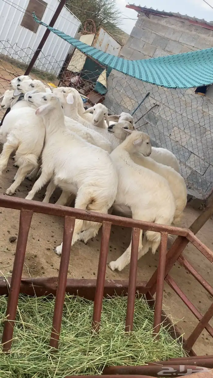 بهم للبيع رخال 0