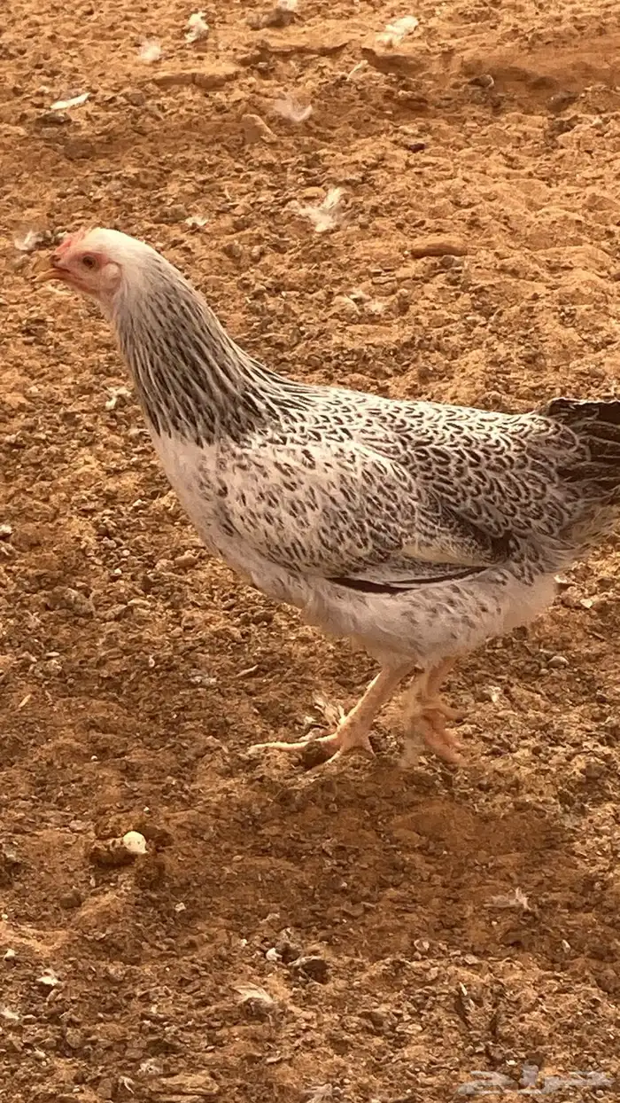 بيض هجين براهما 3