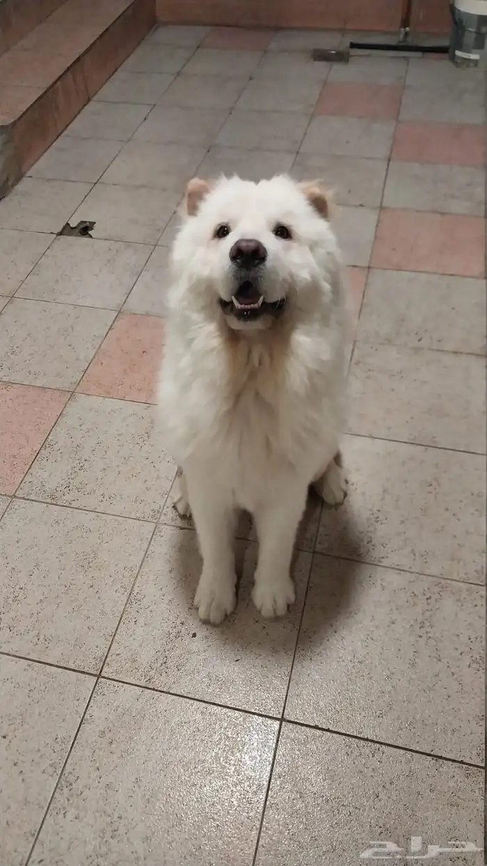 كلاب chowchow شاو شاو 1