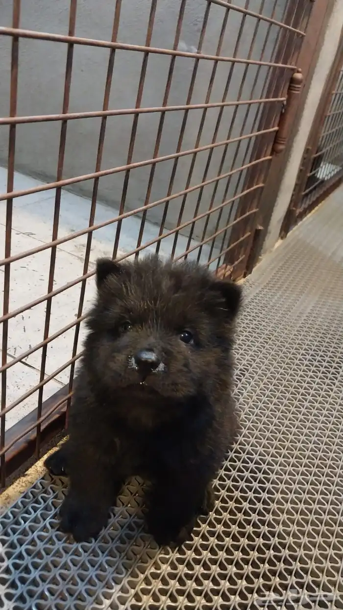 كلاب chowchow شاو شاو 4