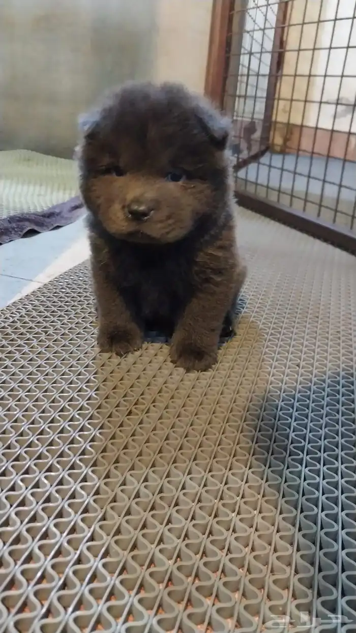 كلاب chowchow شاو شاو 6