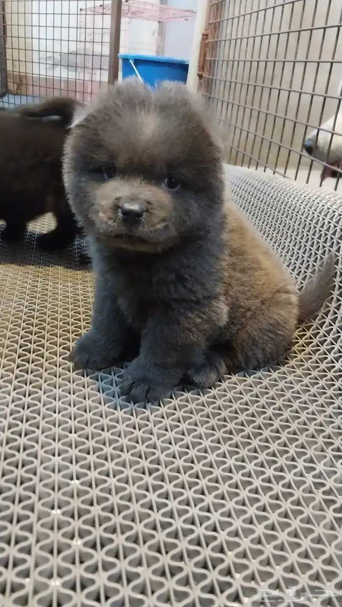 كلاب chowchow شاو شاو 3