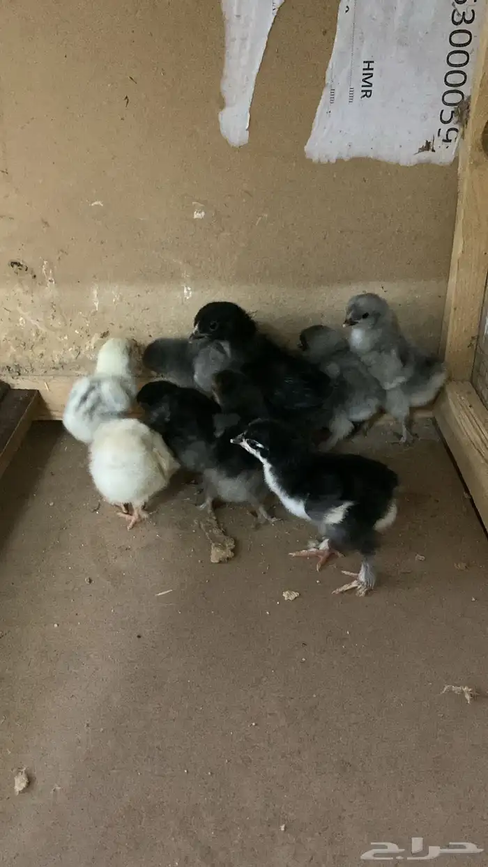 صوص براهما 0