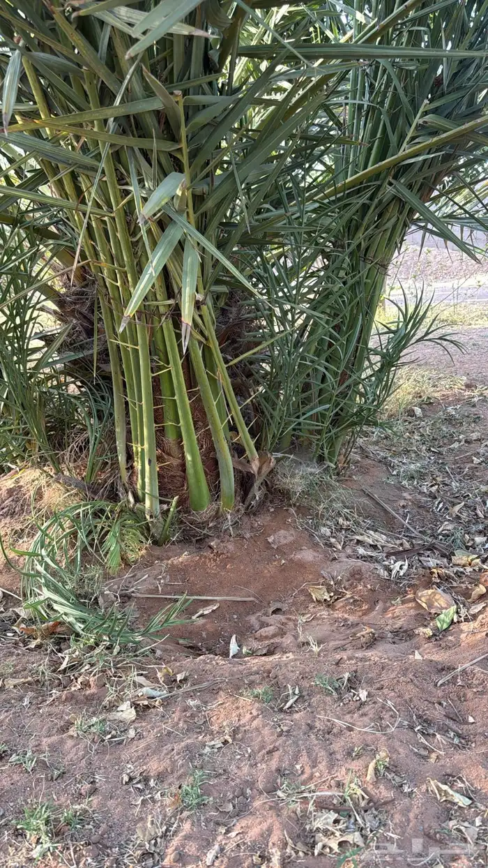 صقعي سكري مجدول 7