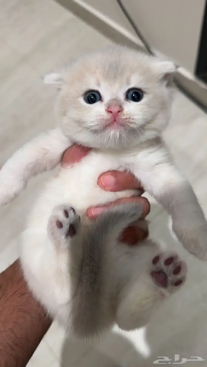 كيتن لعشاق النوادر والمستوى العالي فرصة للهواة والمنتجين 0