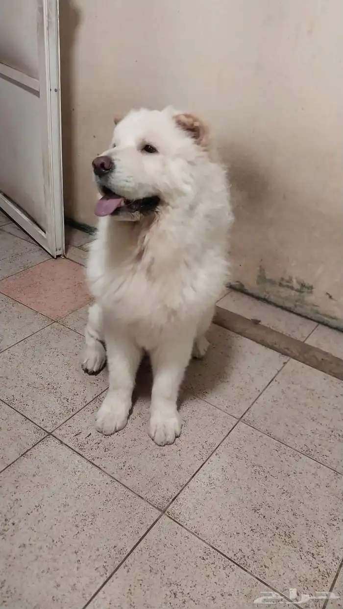 كلاب chowchow شاو شاو 0