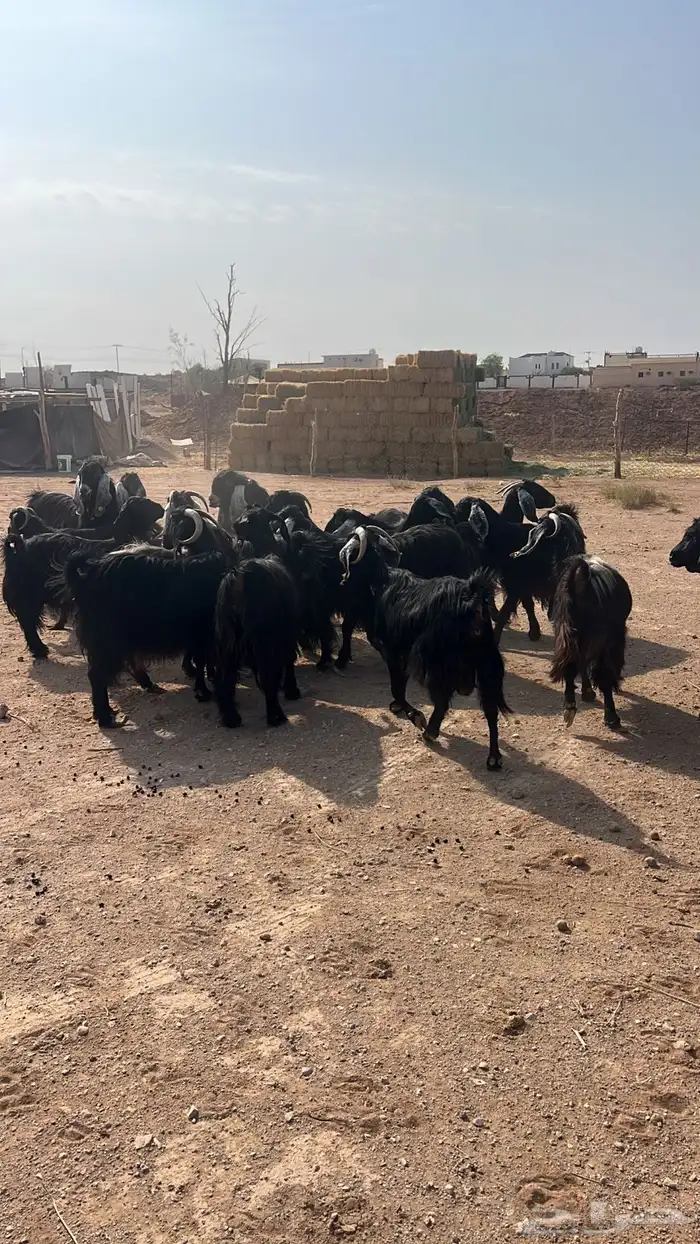 معزا دفيع ومضاريع شرط سونار 0