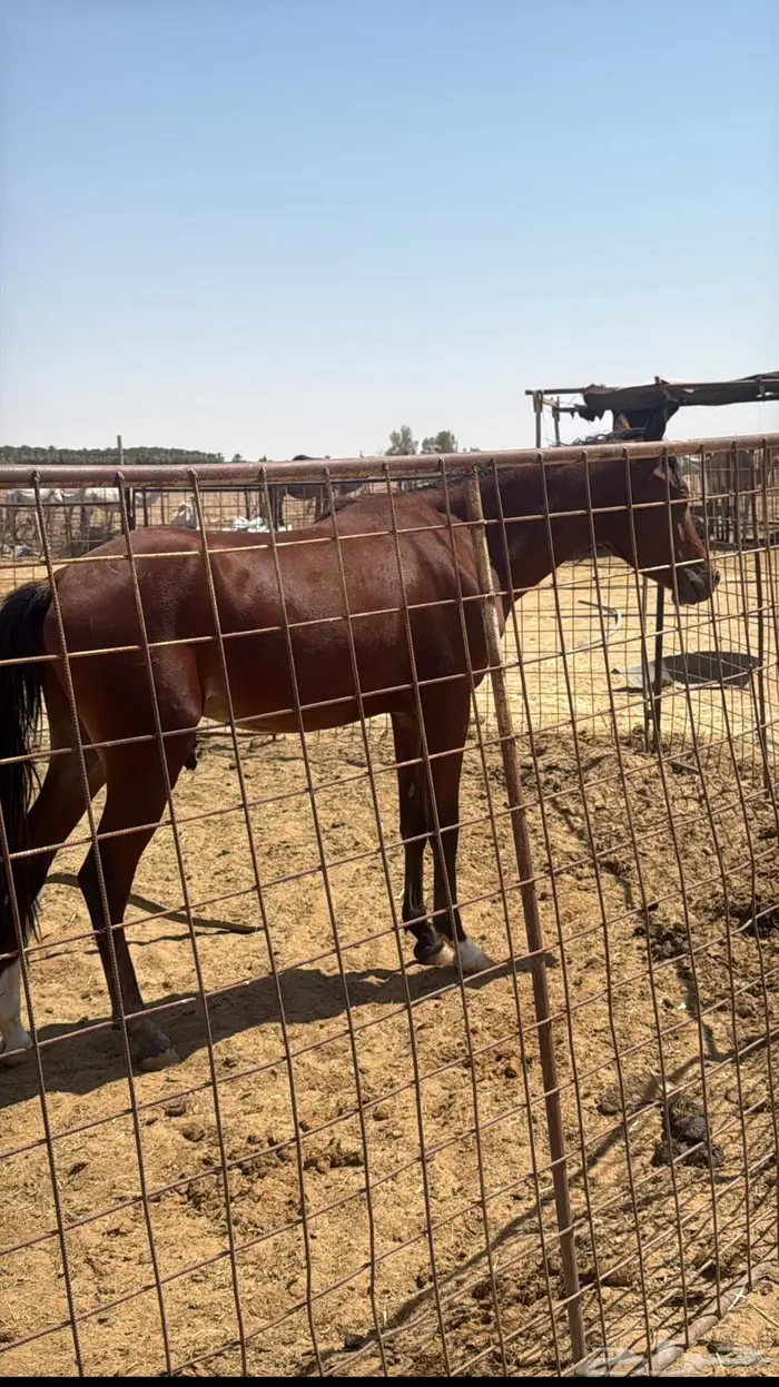 حصان عمره سنه وشهرين 1