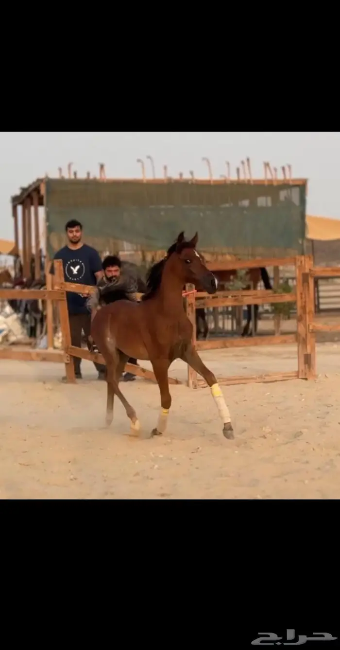 ايواء خيل في الدمام 0