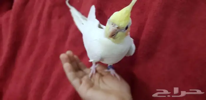 كروان اليف معتمد على نفسه في الاكل 3