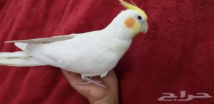 كروان اليف معتمد على نفسه في الاكل 2