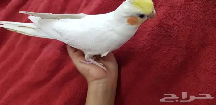 كروان اليف معتمد على نفسه في الاكل 1