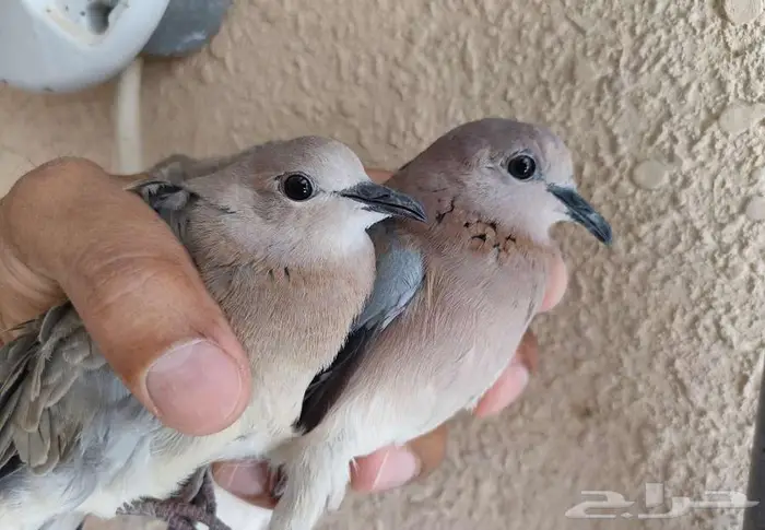 يمام النخيل دبسي فاخت 1