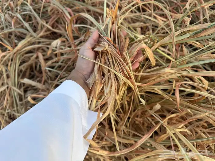 ذره جيزانيه حمراء ناعمه 20