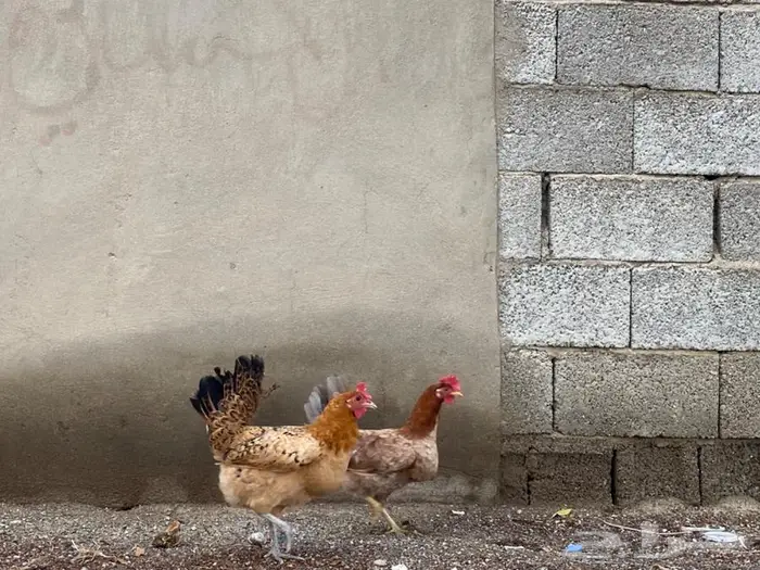 دجا بلدي بياضض 0