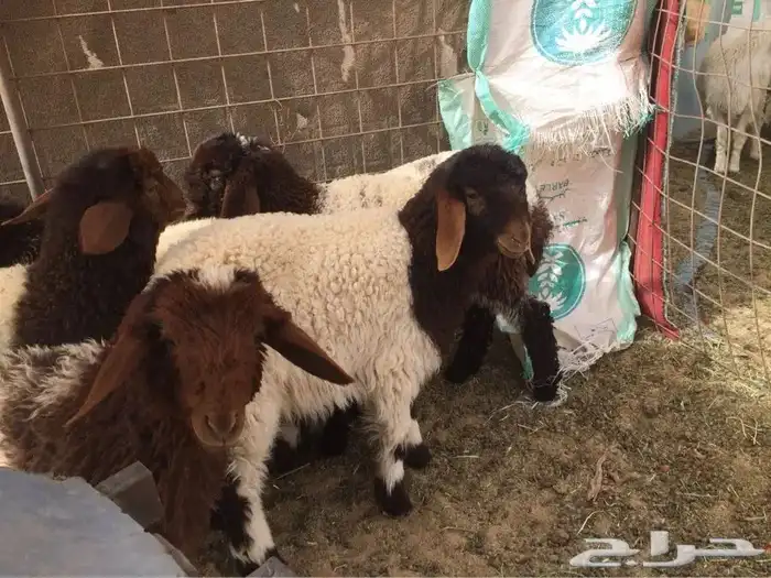مطلوب دواغير 0