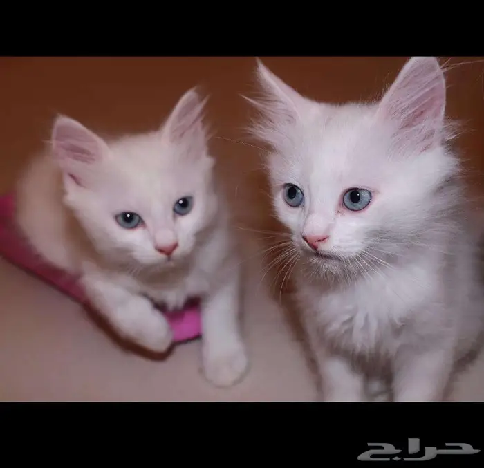 kitten 4sell كيتن للبيع ابيض و عيون زرقاء 18