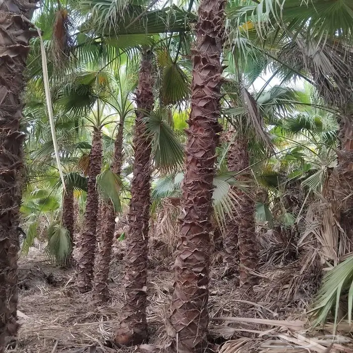 نخل وشنطني واشنطونيا امريكي 7