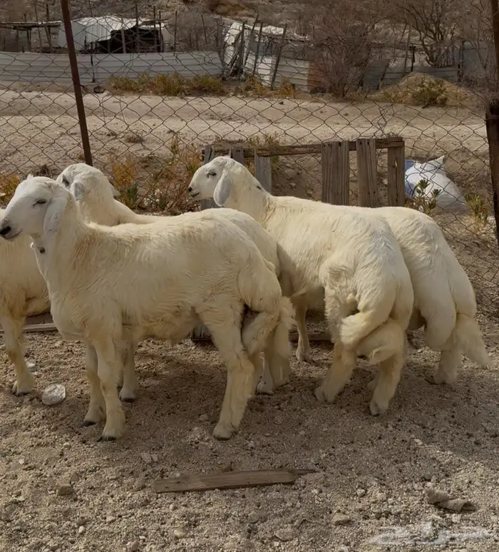 ذبايح طليان حري سواكن مع الذبح والتوصيل 7