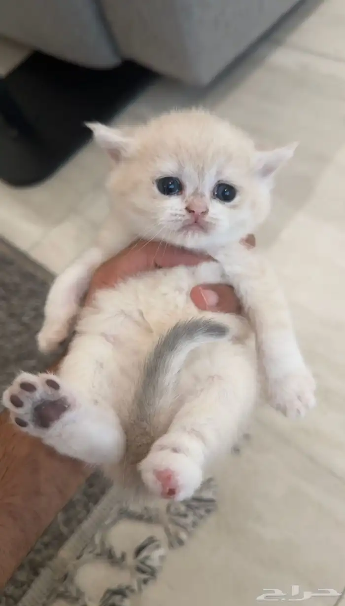 كيتن لعشاق النوادر والمستوى العالي فرصة للهواة والمنتجين 1