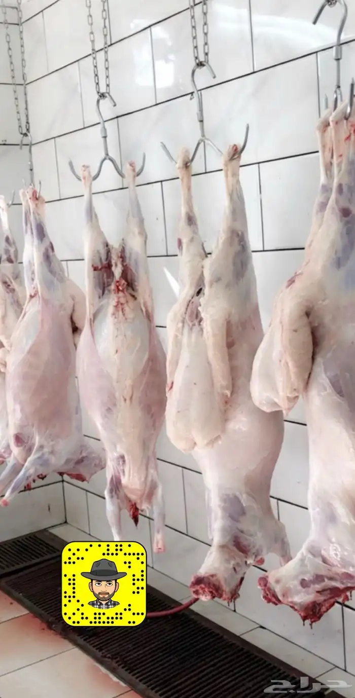 ذبايح خرفان من غنم شهران بالمزرعه بجيزان 8