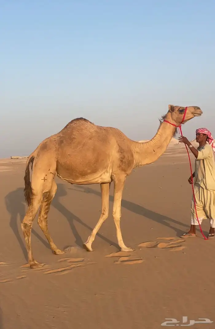 من هجن الشيخ زايد وعليه وسم بني كتب 2