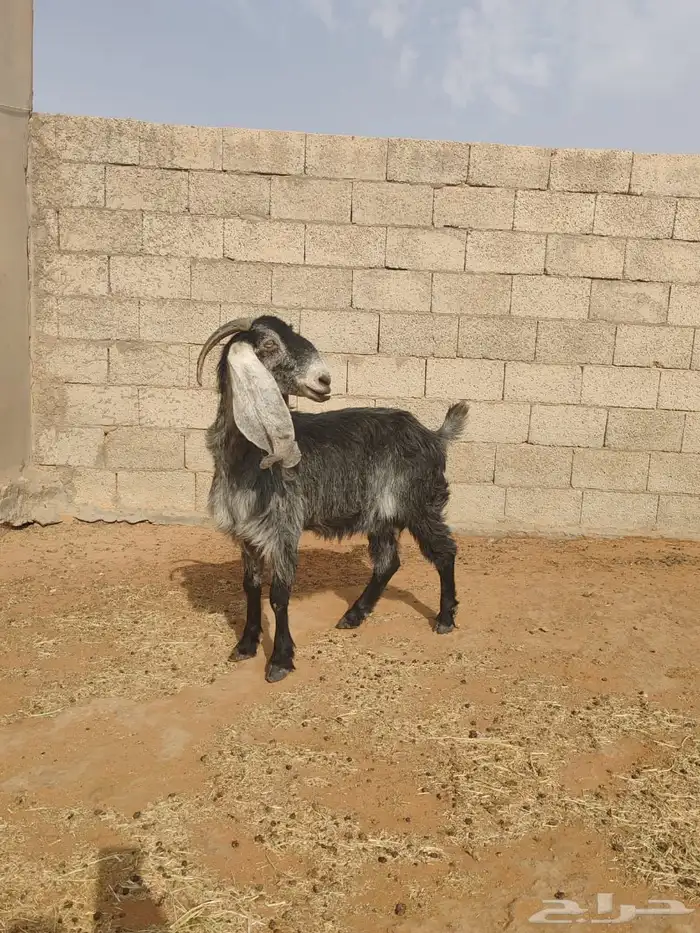 للبيع سبع روس معزا 16
