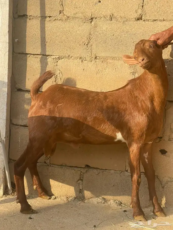 مشاربع فحول جذعان 0