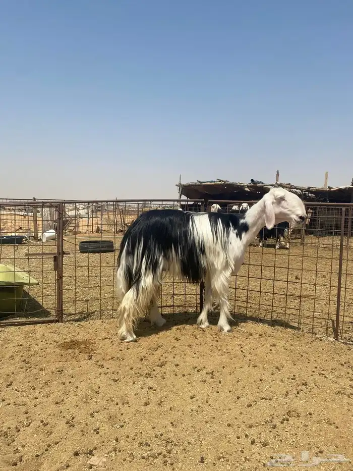 للبيع شاه نجدية صنف 2