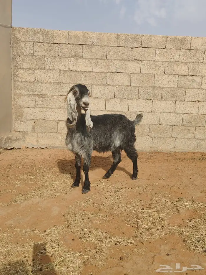 للبيع سبع روس معزا 17