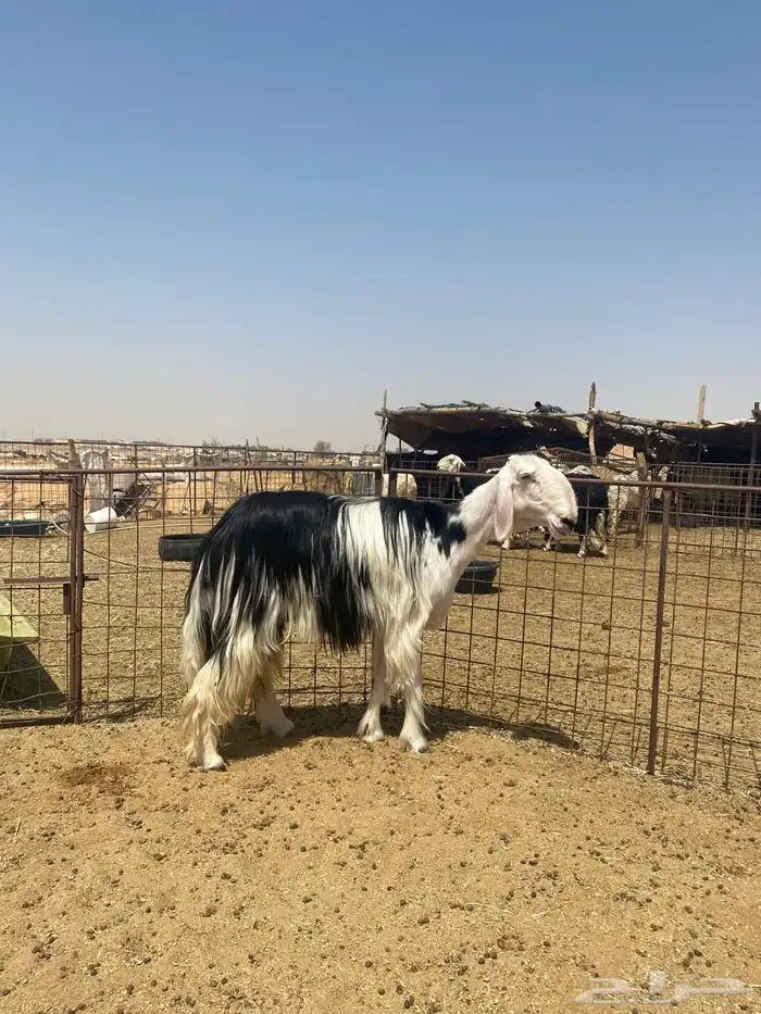 للبيع شاه نجدية صنف 3