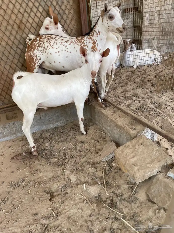 تيس عمانية 0