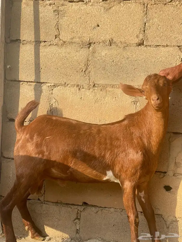 مشاربع فحول جذعان 2