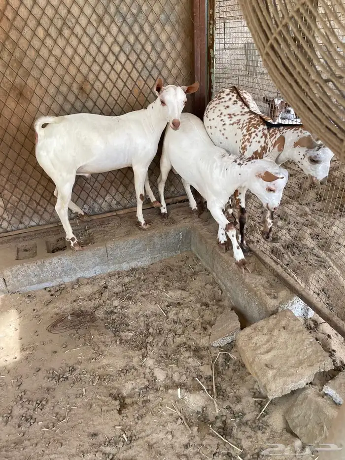 تيس عمانية 1