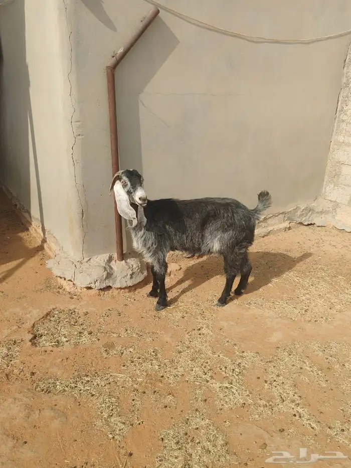 للبيع سبع روس معزا 11