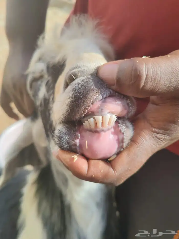 للبيع سبع روس معزا 7