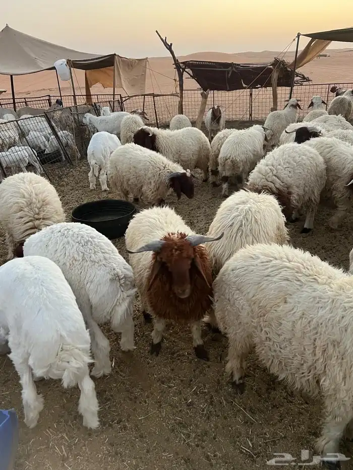 بهم نعيم وحري للبيع 1