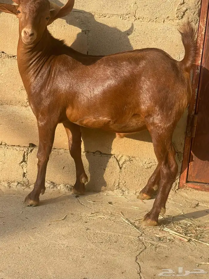 مشاربع فحول جذعان 1