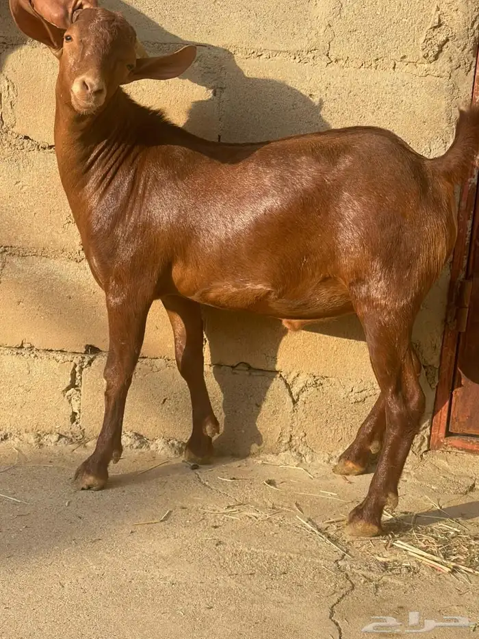 مشاربع فحول جذعان 3