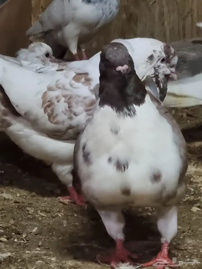 للبيع حمام كنج مستوى طيب 1