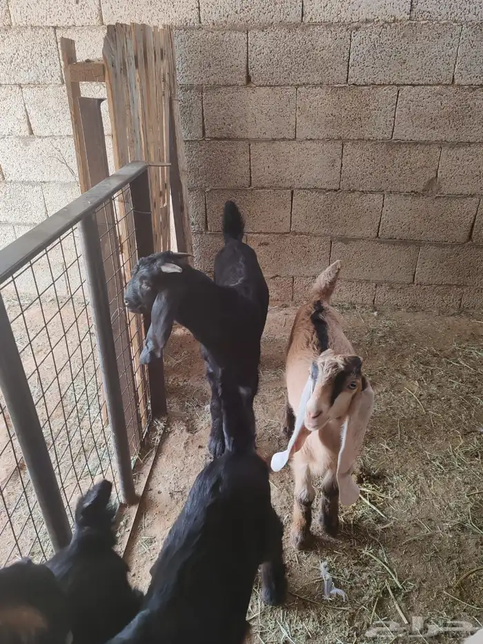 للبيع سبع روس معزا 14
