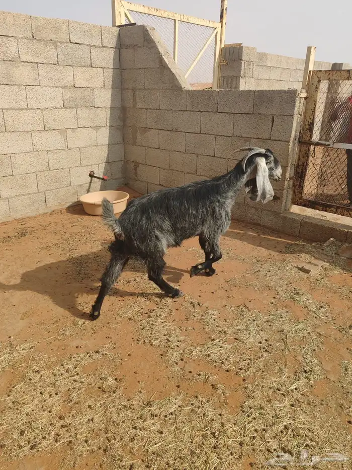 للبيع سبع روس معزا 8