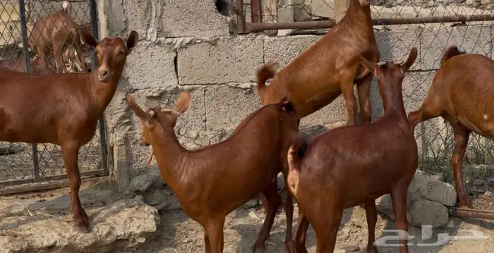 جفار دهم صنف ماشاء الله تم البيع 6