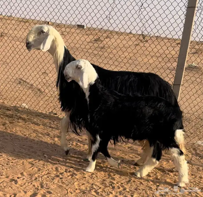 نجديه خصم تحتها طلي مشروع فحل 1