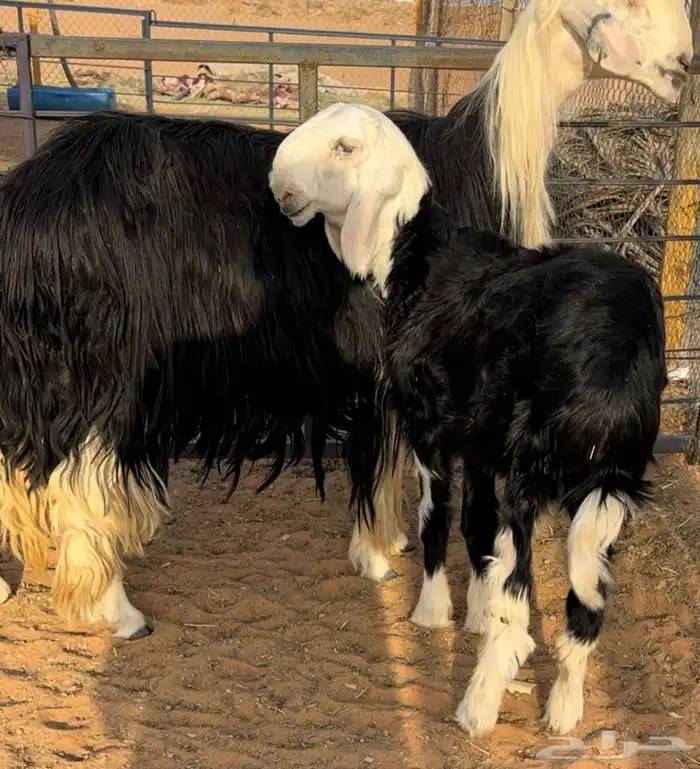 نجديه خصم تحتها طلي مشروع فحل 2