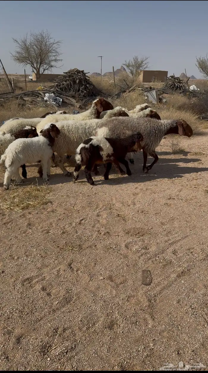 نعيم مواليد تم البيع 2